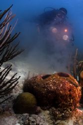 Spawning Barrel Sponge in Bonaire by Karl Dietz 